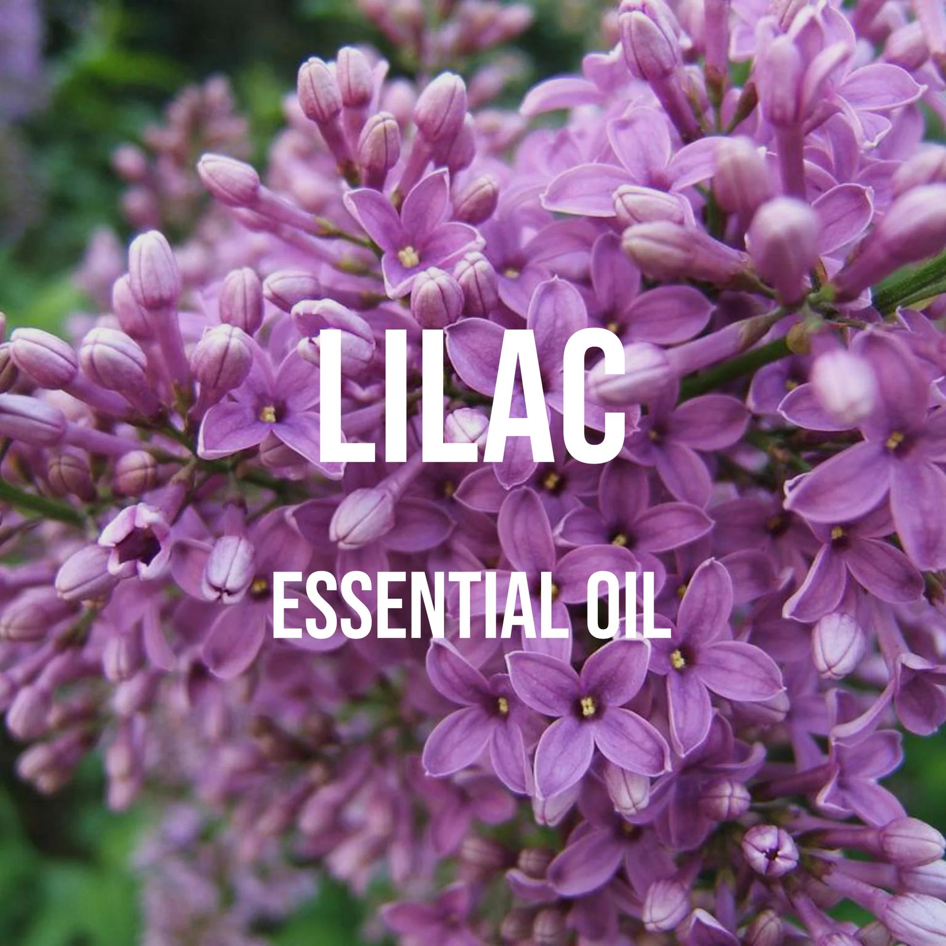 Candle Supplies Essential Oils - Leylak uçucu yağ Premium sınıf seyreltilmemiş,